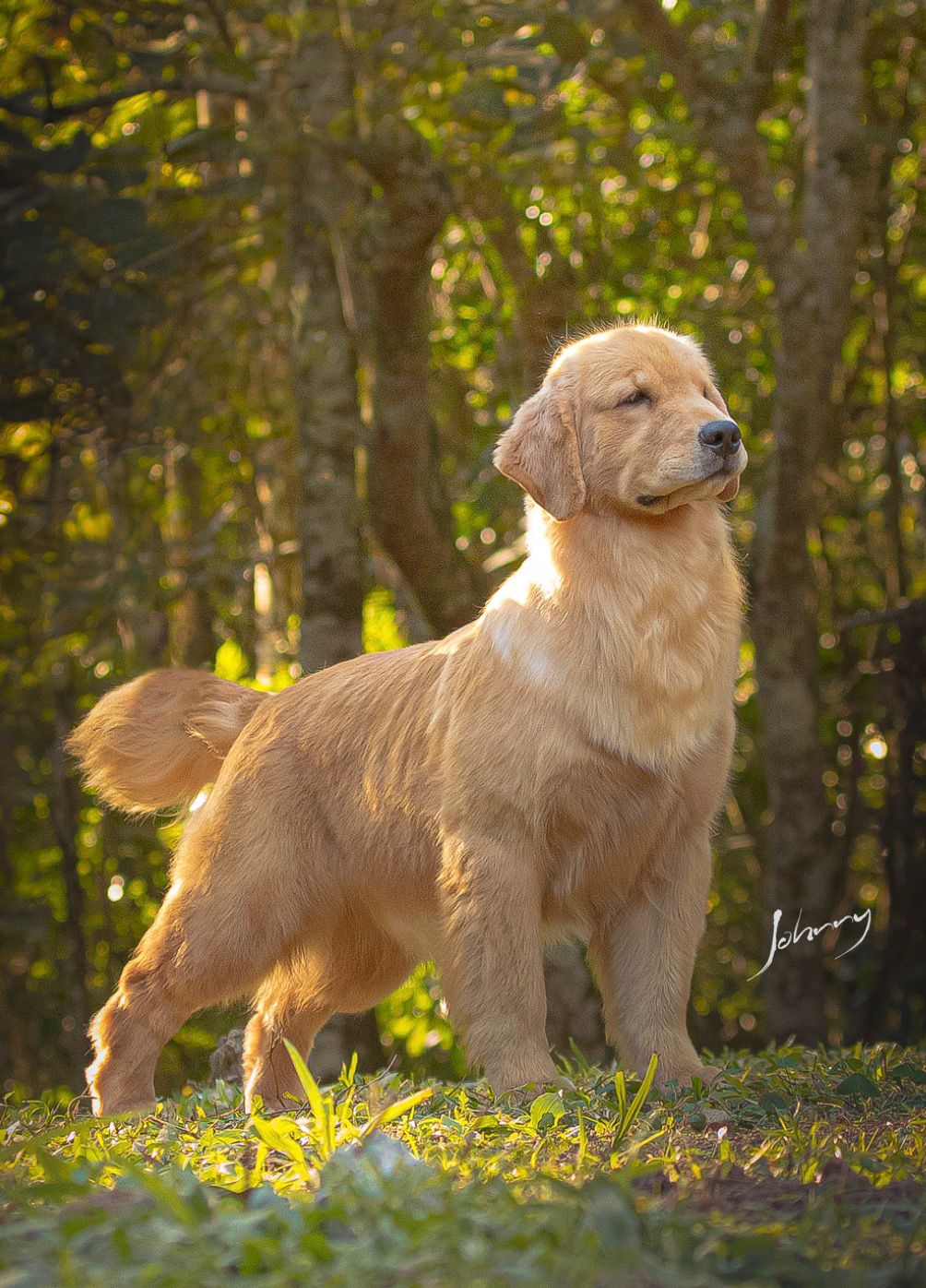 Exemplar Winkel's Golden